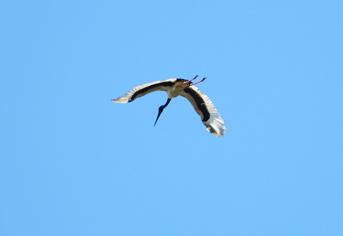 svarthalsstork - ML638311695