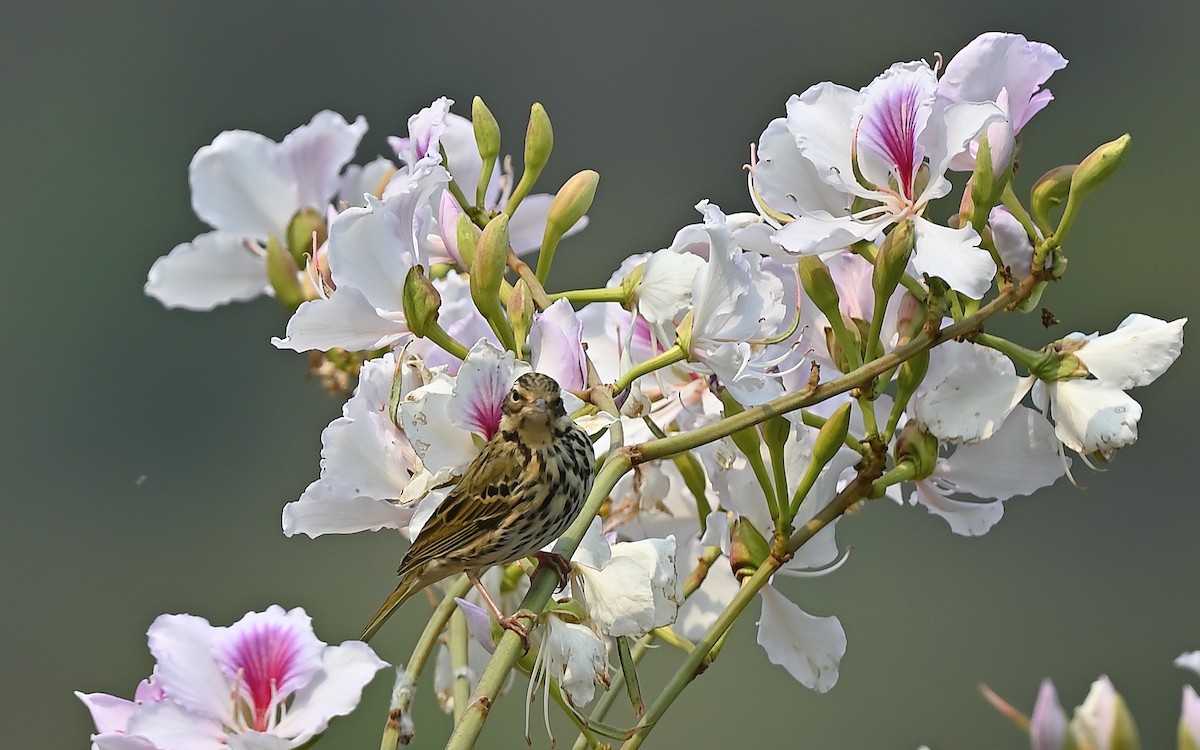 sibirpiplerke - ML638311707