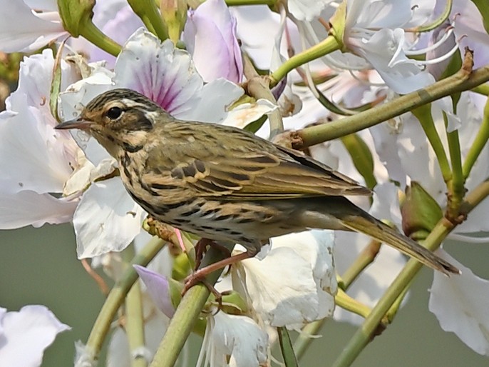 sibirpiplerke - ML638311708