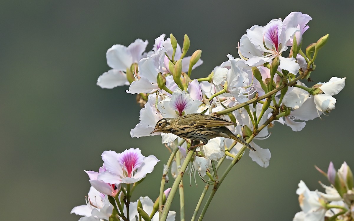 sibirpiplerke - ML638311709
