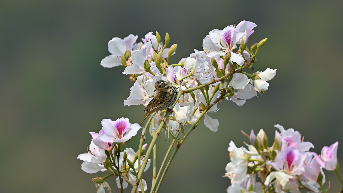 sibirpiplerke - ML638311710