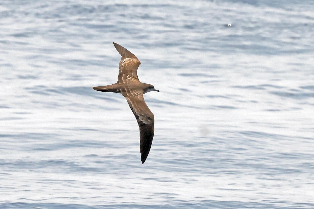 Wedge-tailed Shearwater - ML638311716