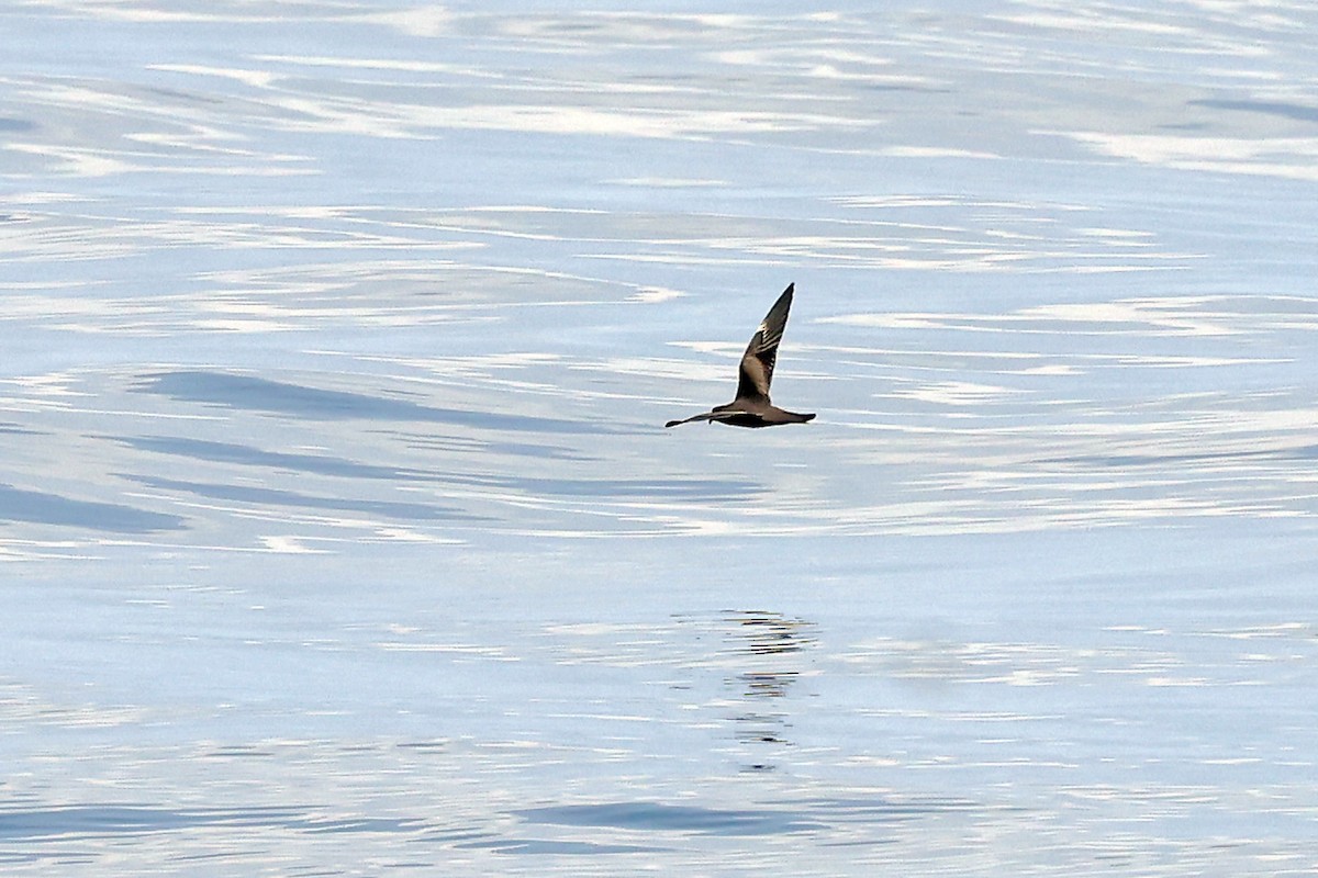 Matsudaira's Storm-Petrel - ML638311718