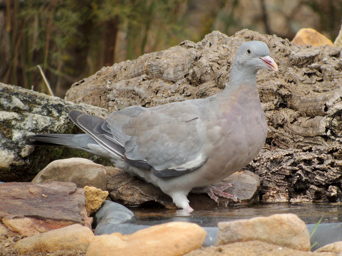 Tahtalı - ML638311720