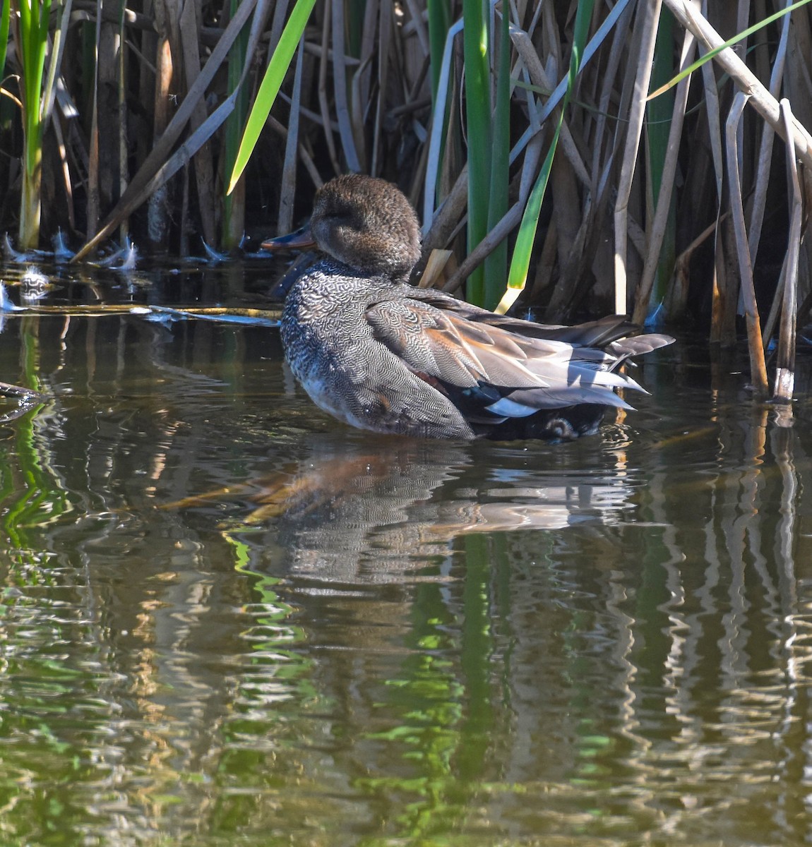 Gadwall - ML638311722