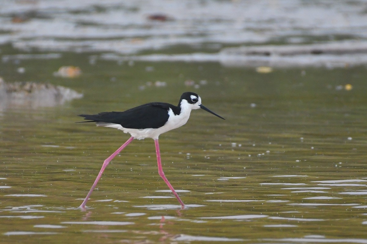 Black-necked Stilt - ML638311726