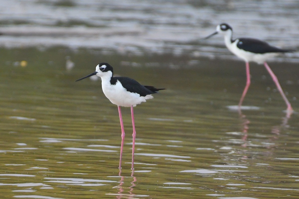 Black-necked Stilt - ML638311728