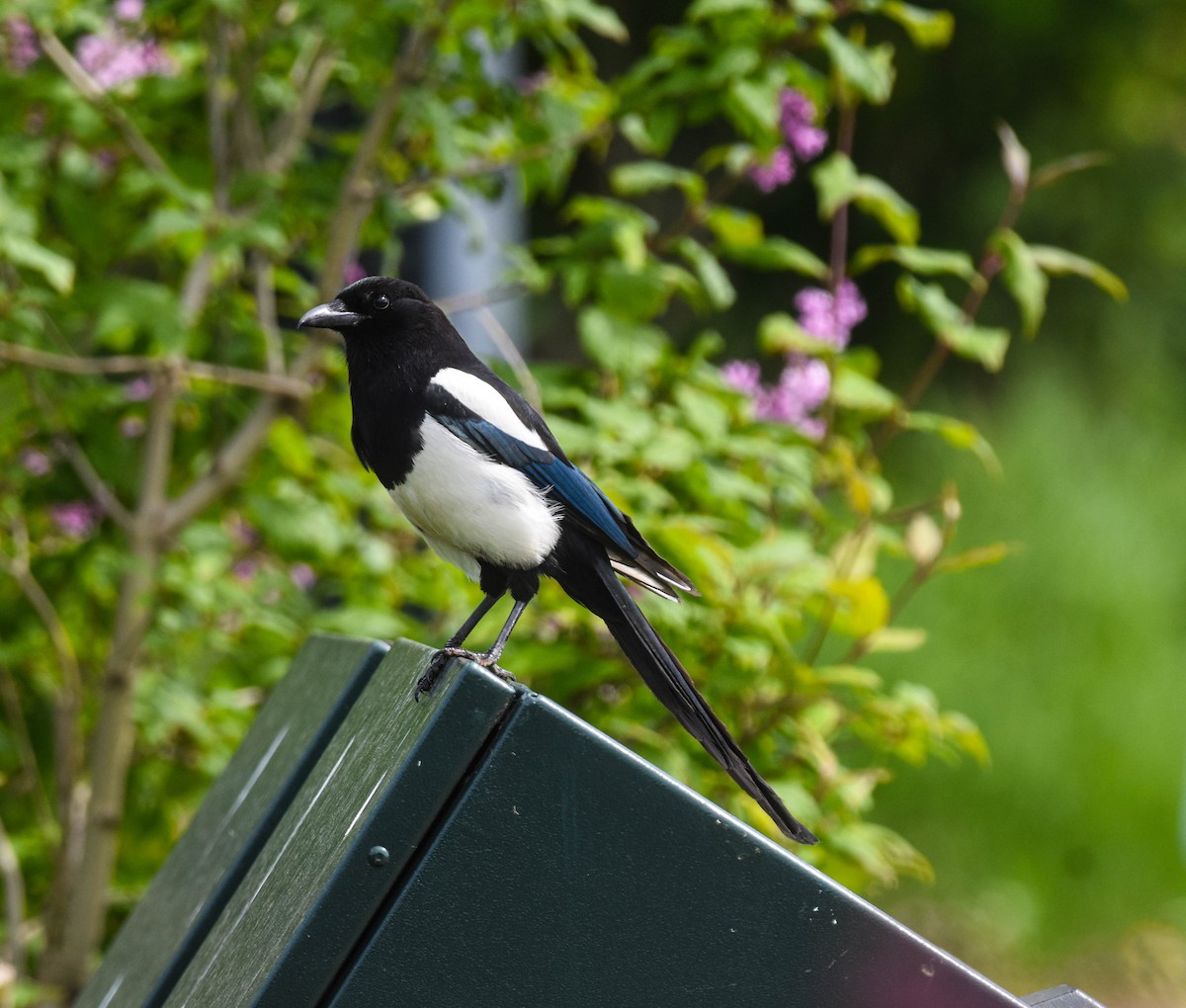 Black-billed Magpie - ML638311731