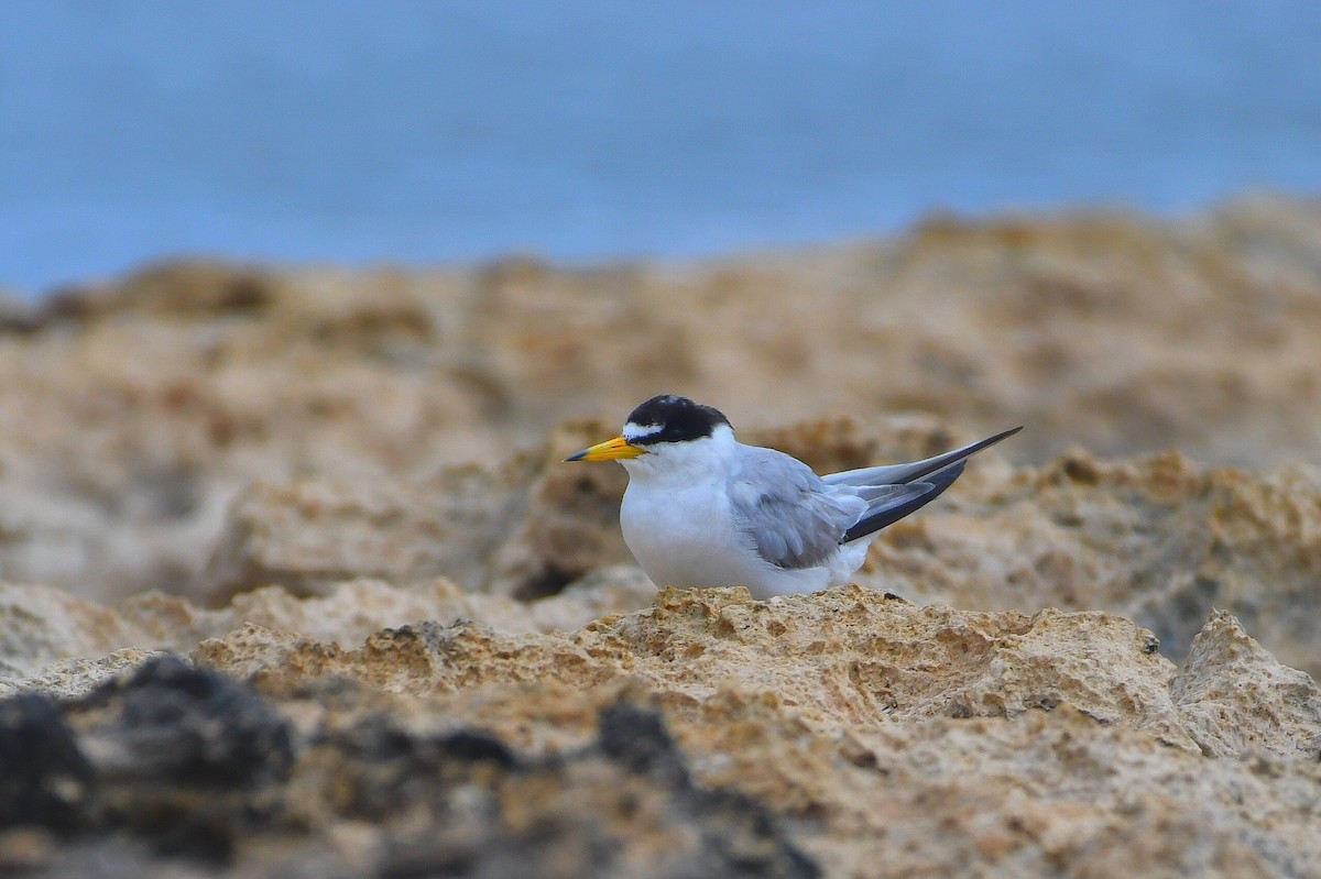 Least Tern - ML638311732