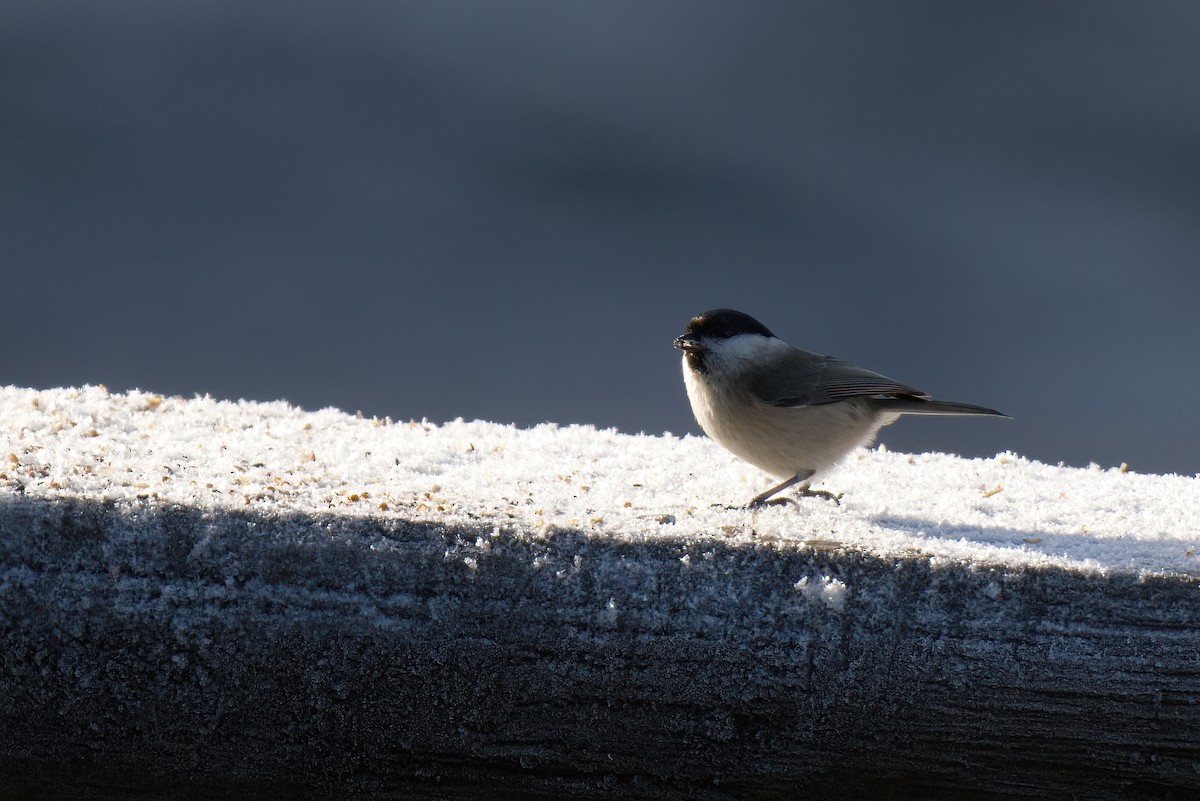Parus sp. - ML638311738