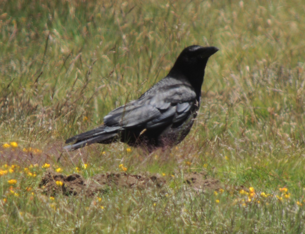 ravn - ML638311773
