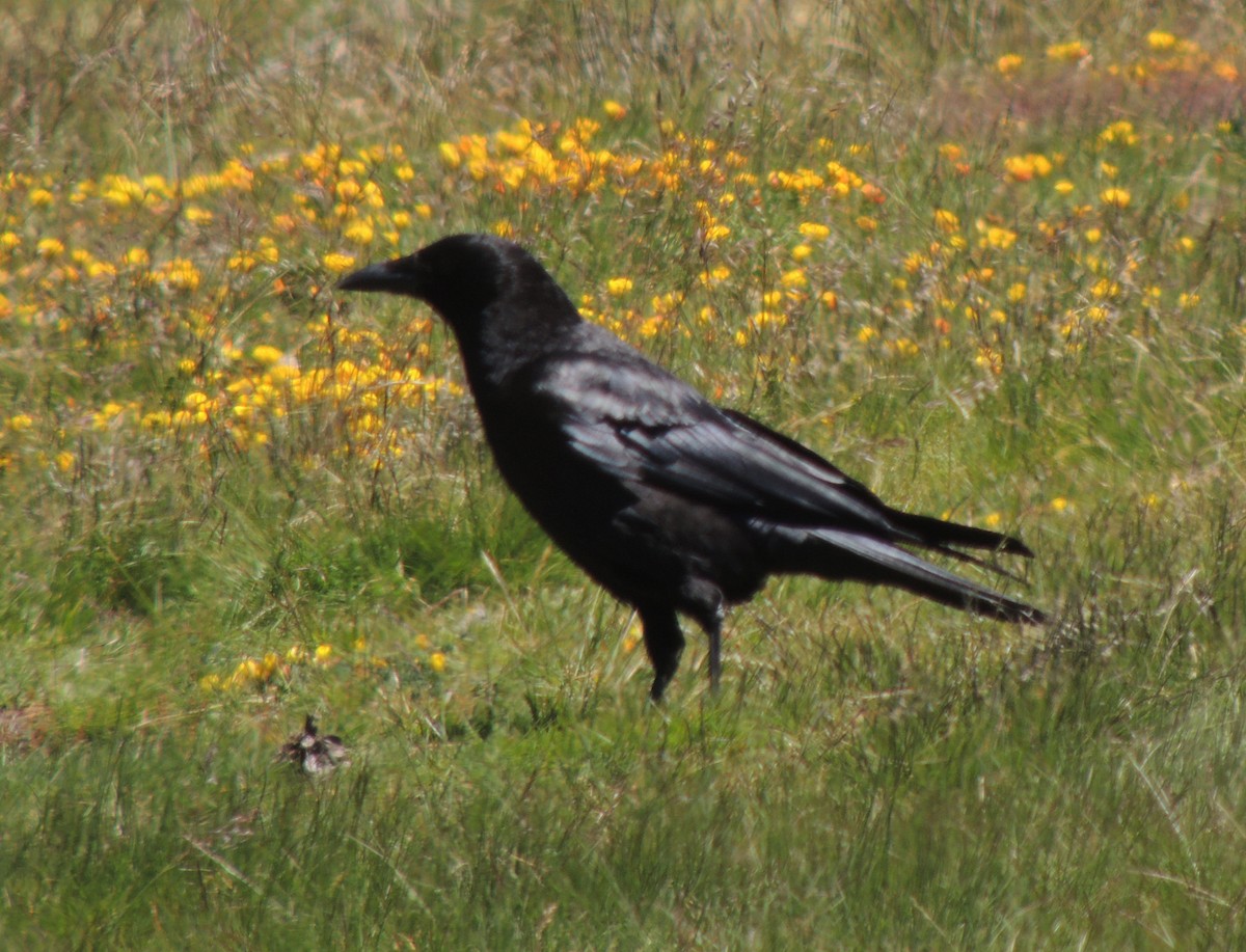 ravn - ML638311774
