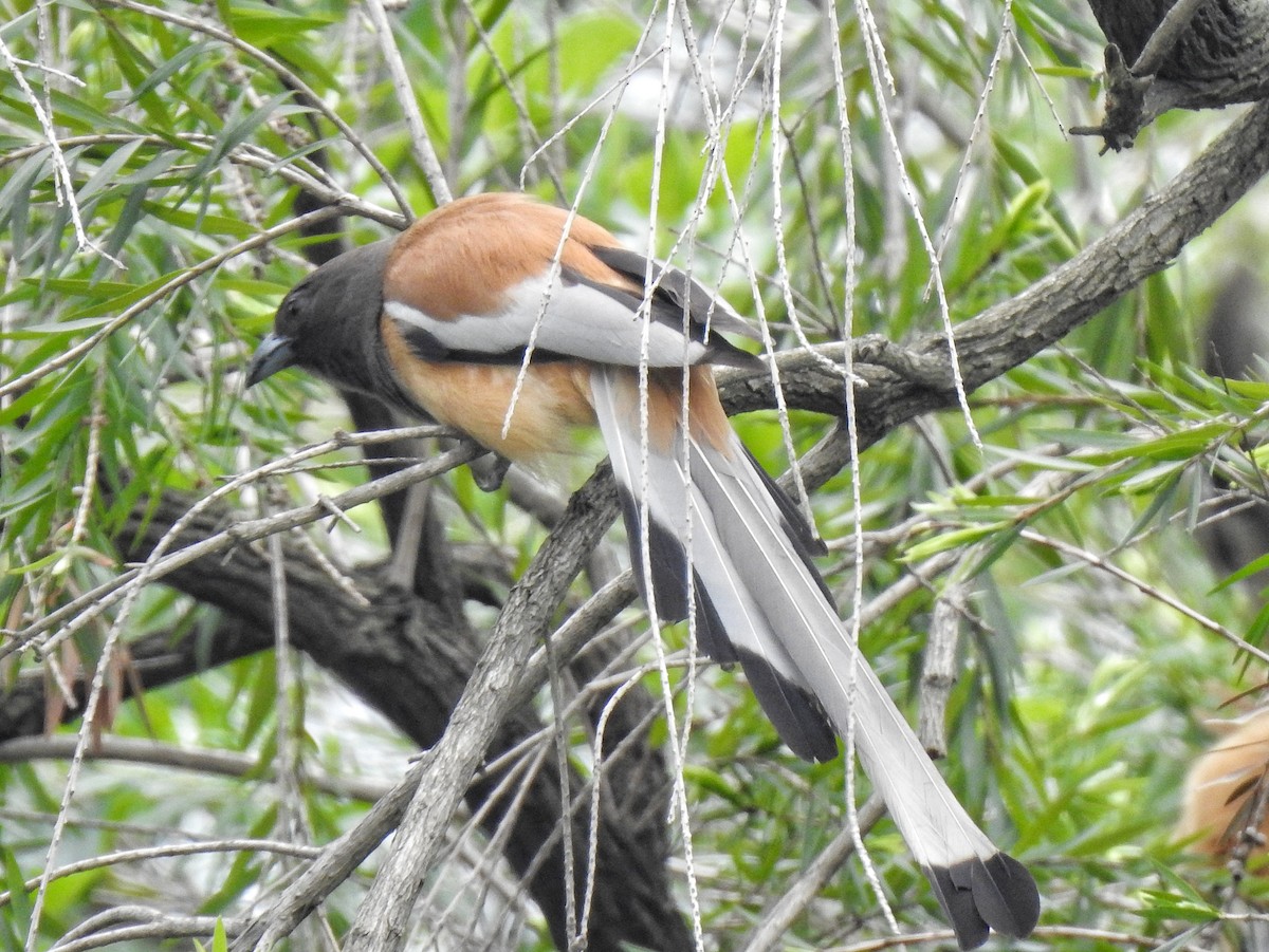 Rufous Treepie - ML638311777
