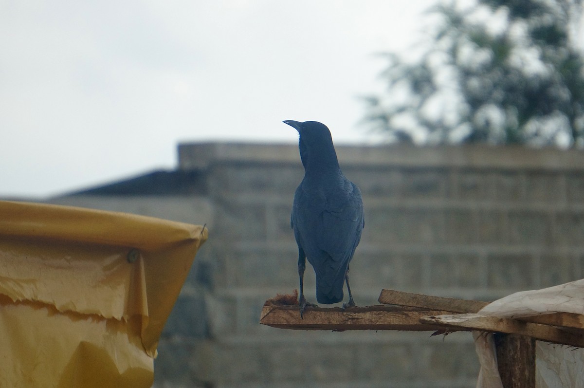 Cape Crow - ML638311783