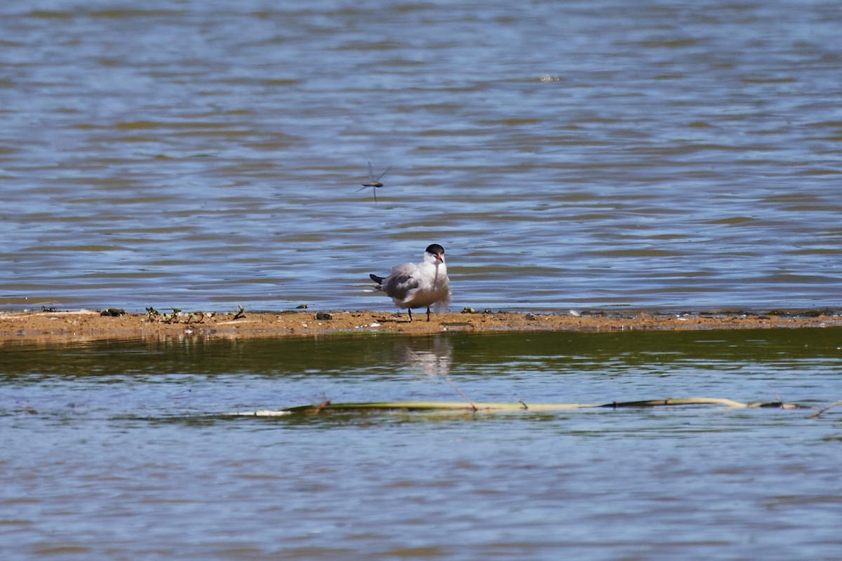 Flussseeschwalbe - ML638311820