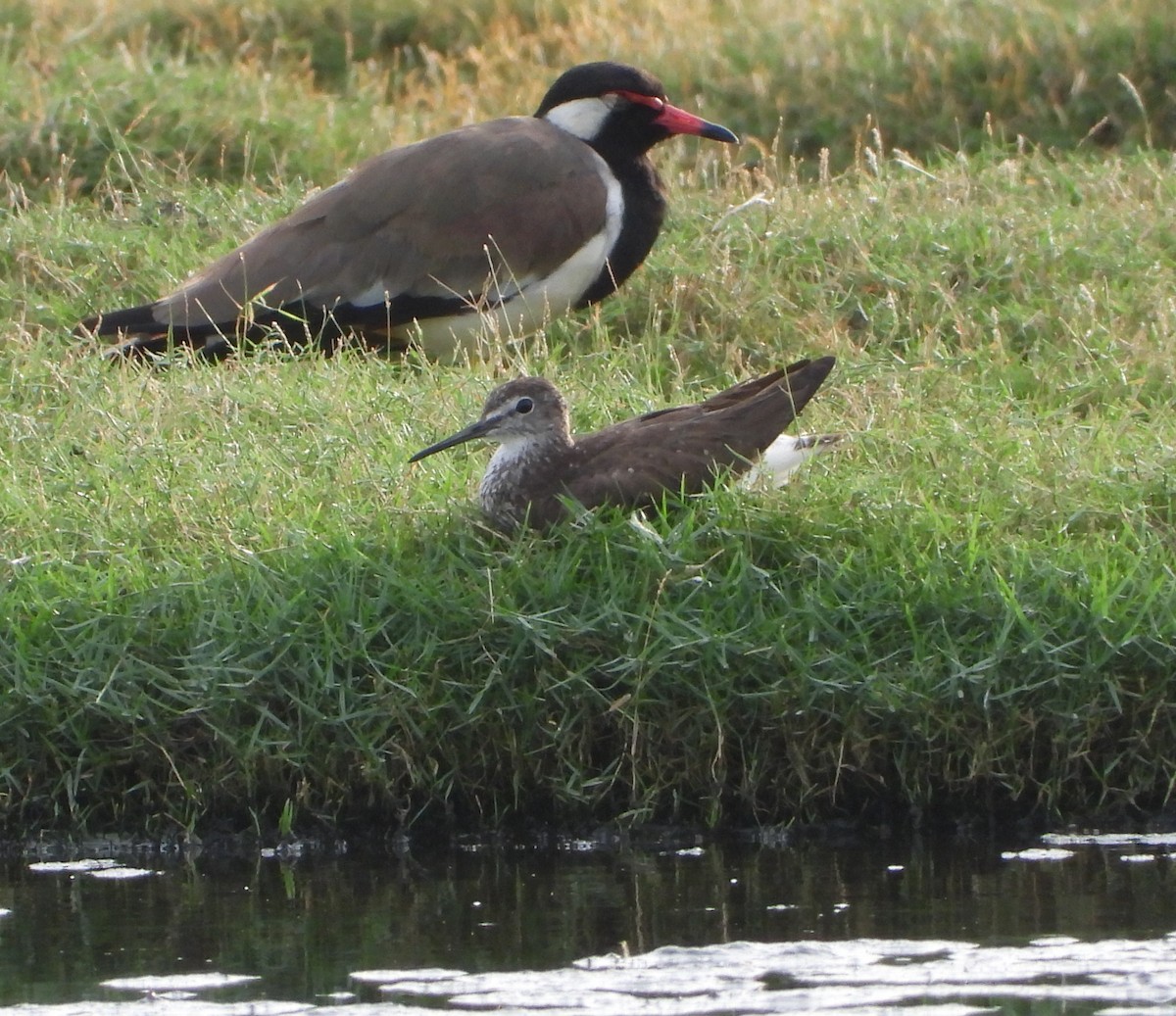Waldwasserläufer - ML638311825