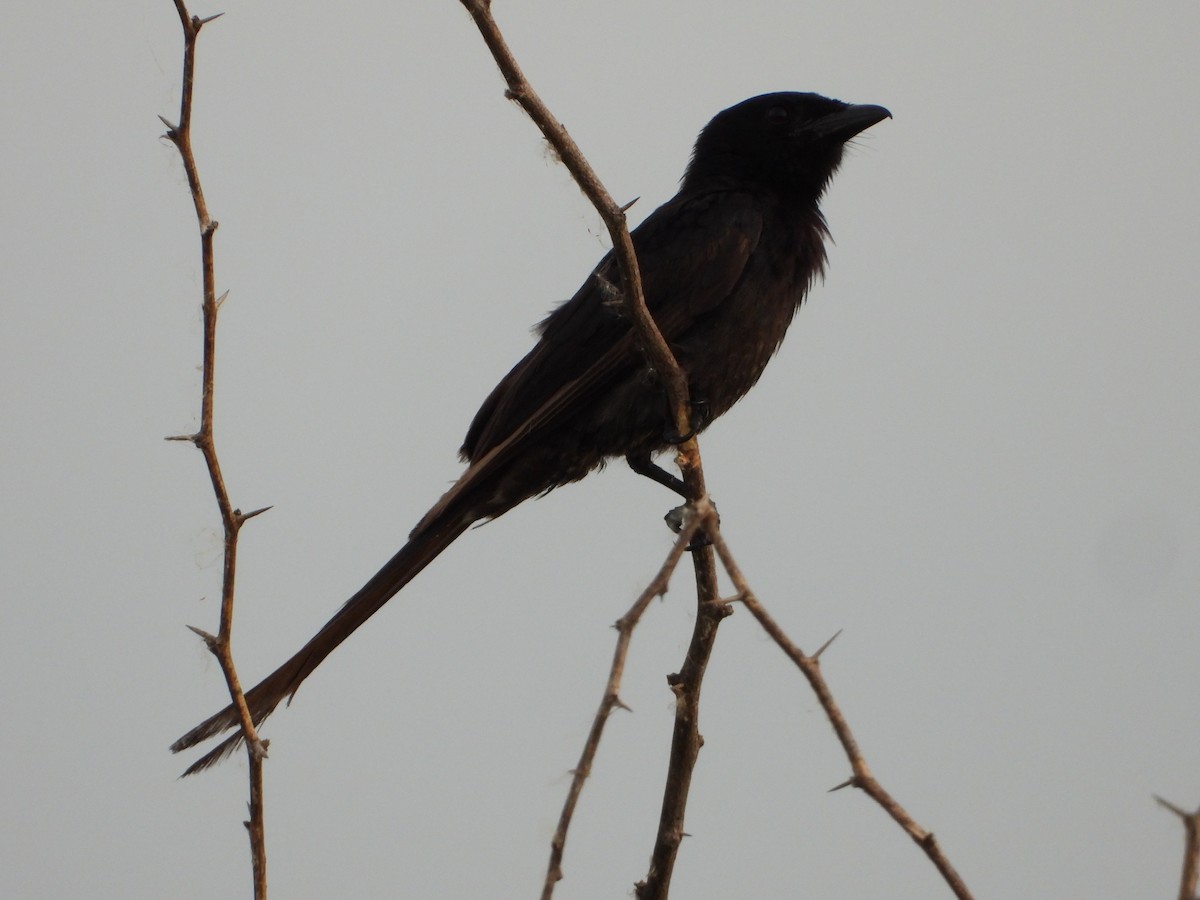 Königsdrongo - ML638311838