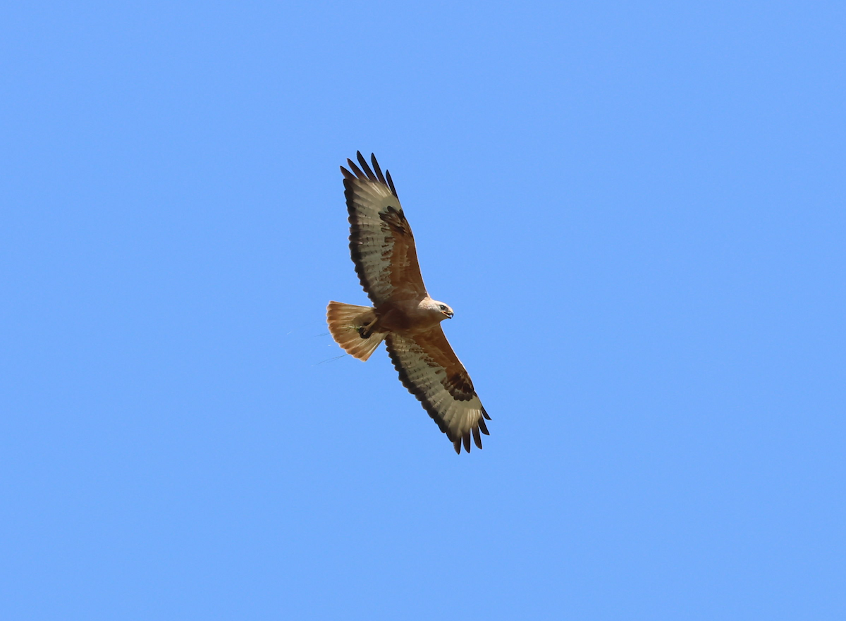 Adlerbussard - ML638311840
