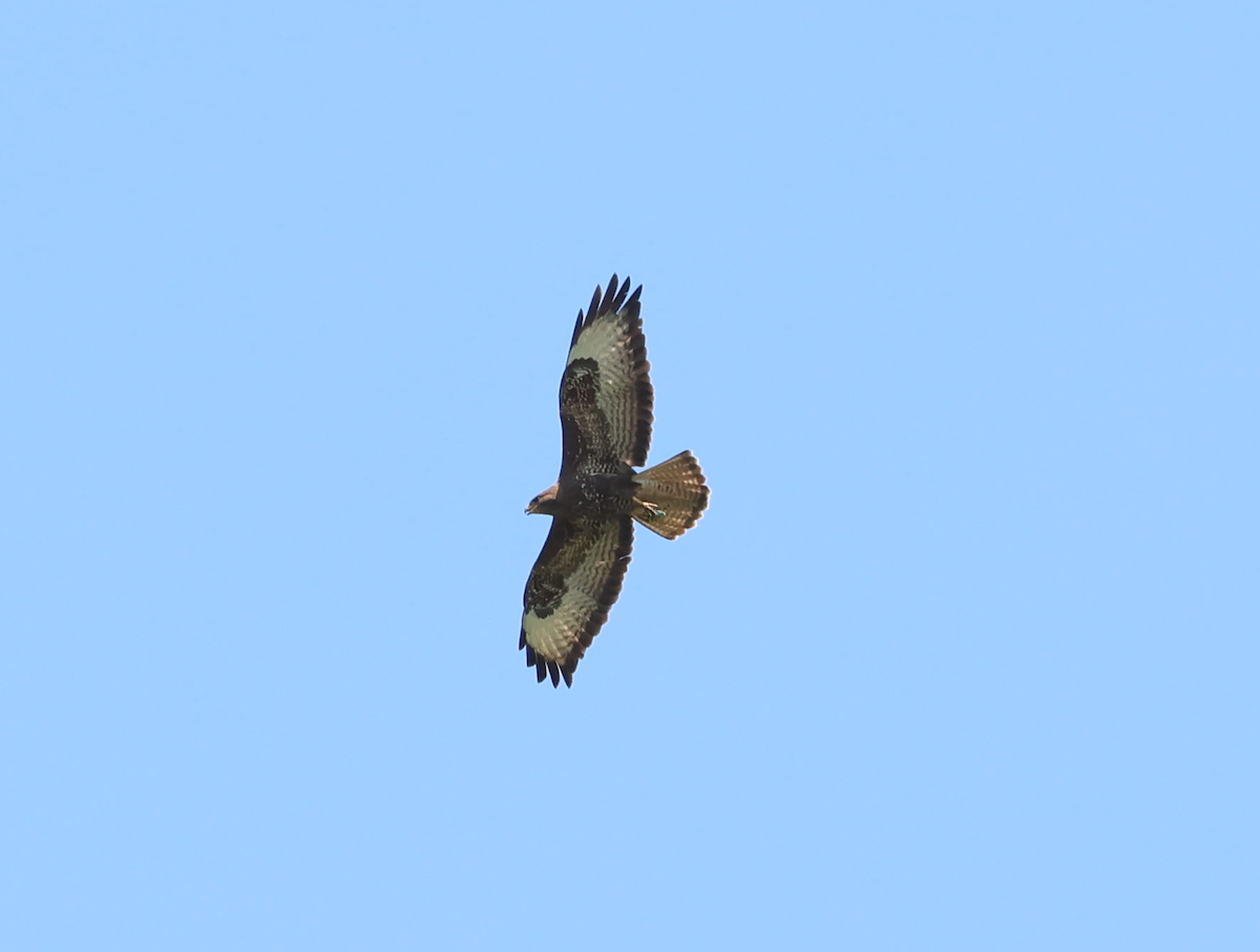 Mäusebussard - ML638311845