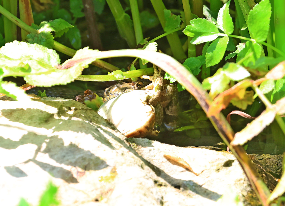 Tessellated Water Snake - ML638311851