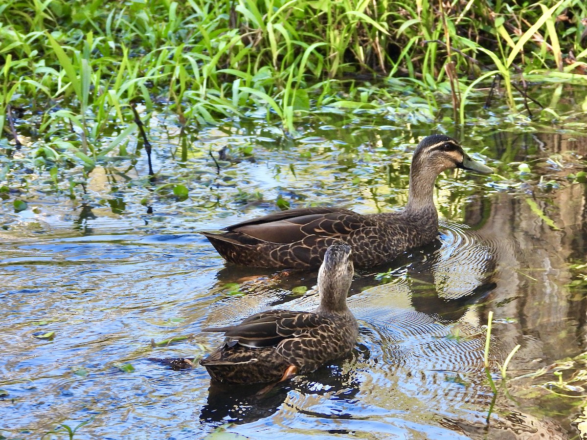 Canard à sourcils - ML638311859