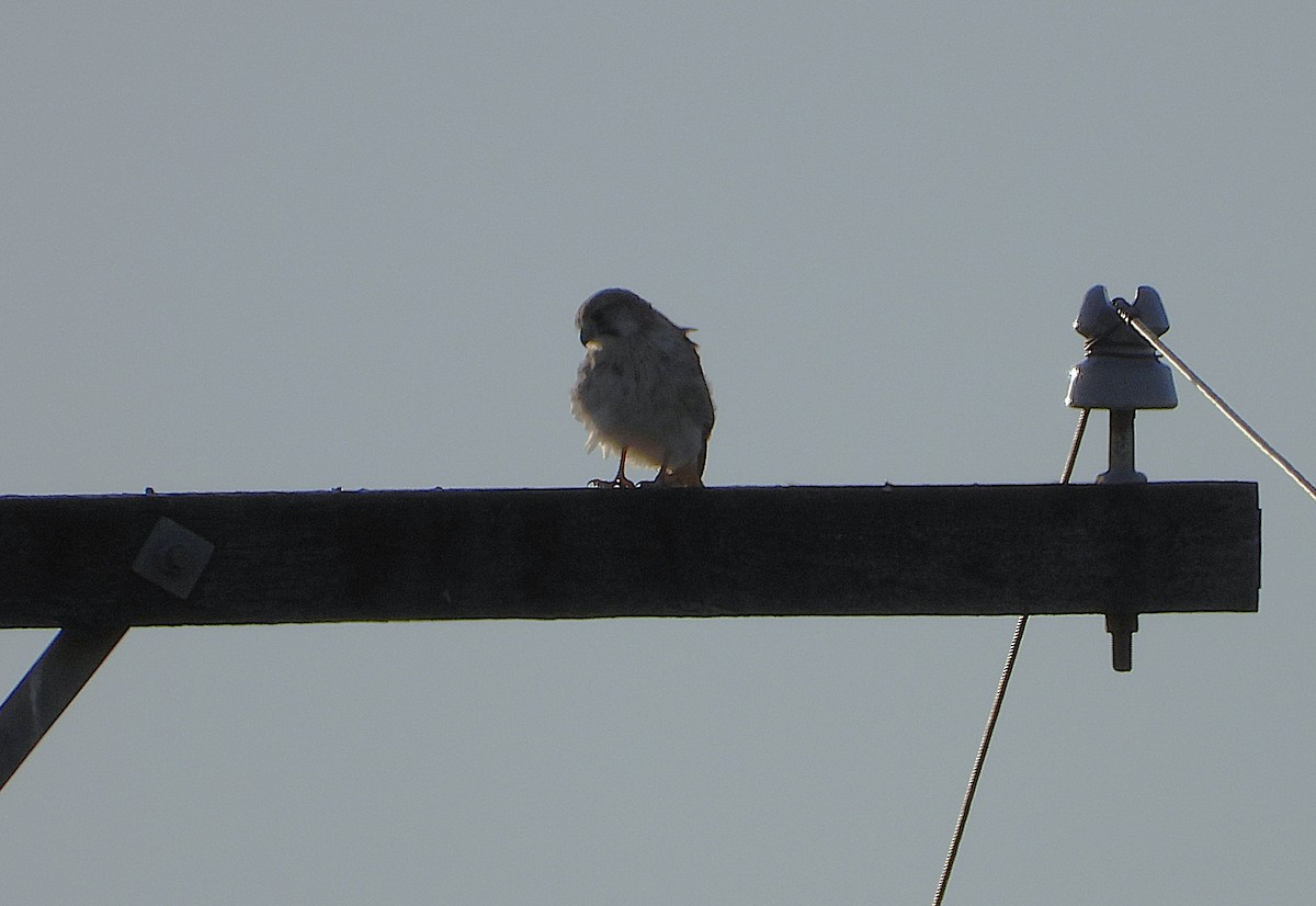 Nankeen Kestrel - ML638311863