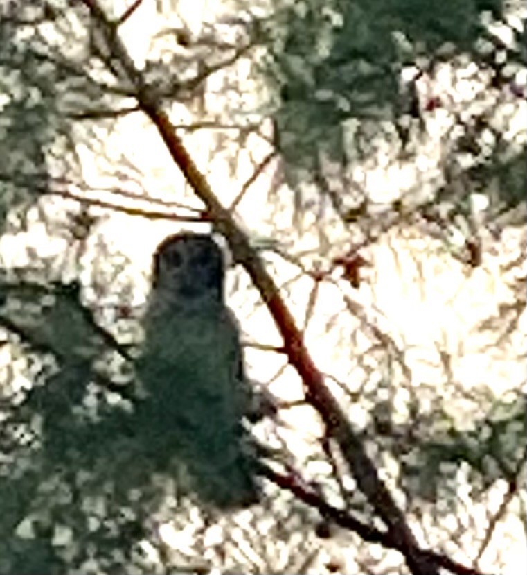 Barred Owl - ML638311867