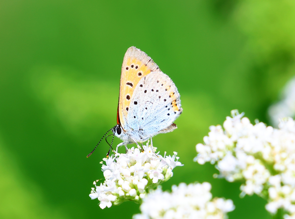 Large Copper - ML638311872