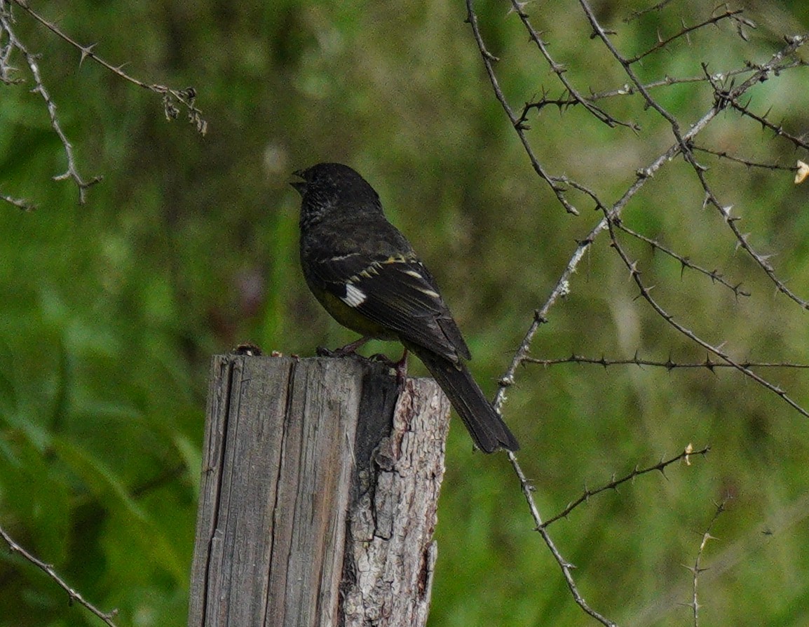 White-winged Grosbeak - ML638311873