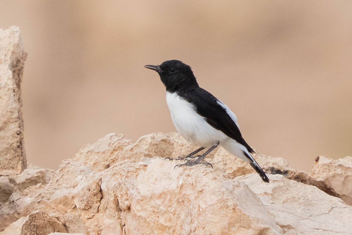 Hume's Wheatear - ML638311883