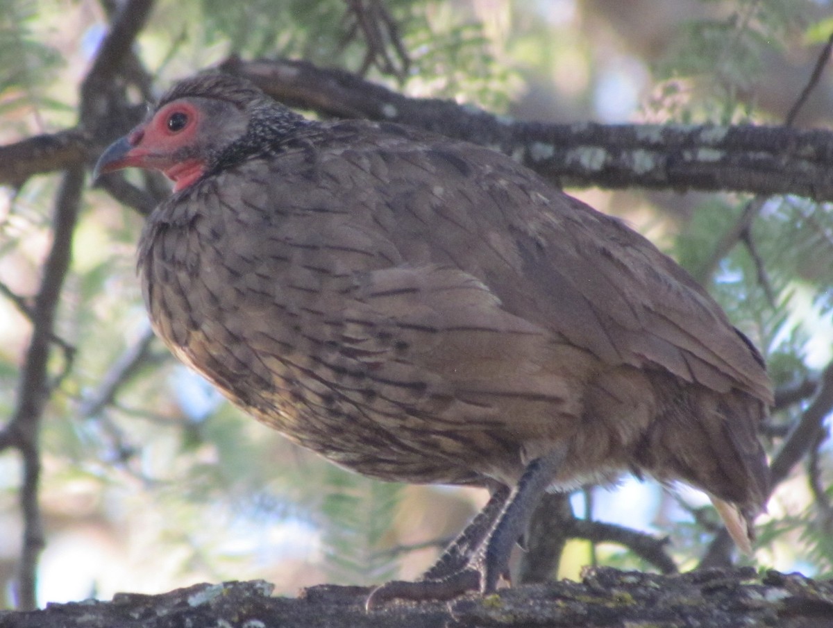 Francolin de Swainson - ML638311885