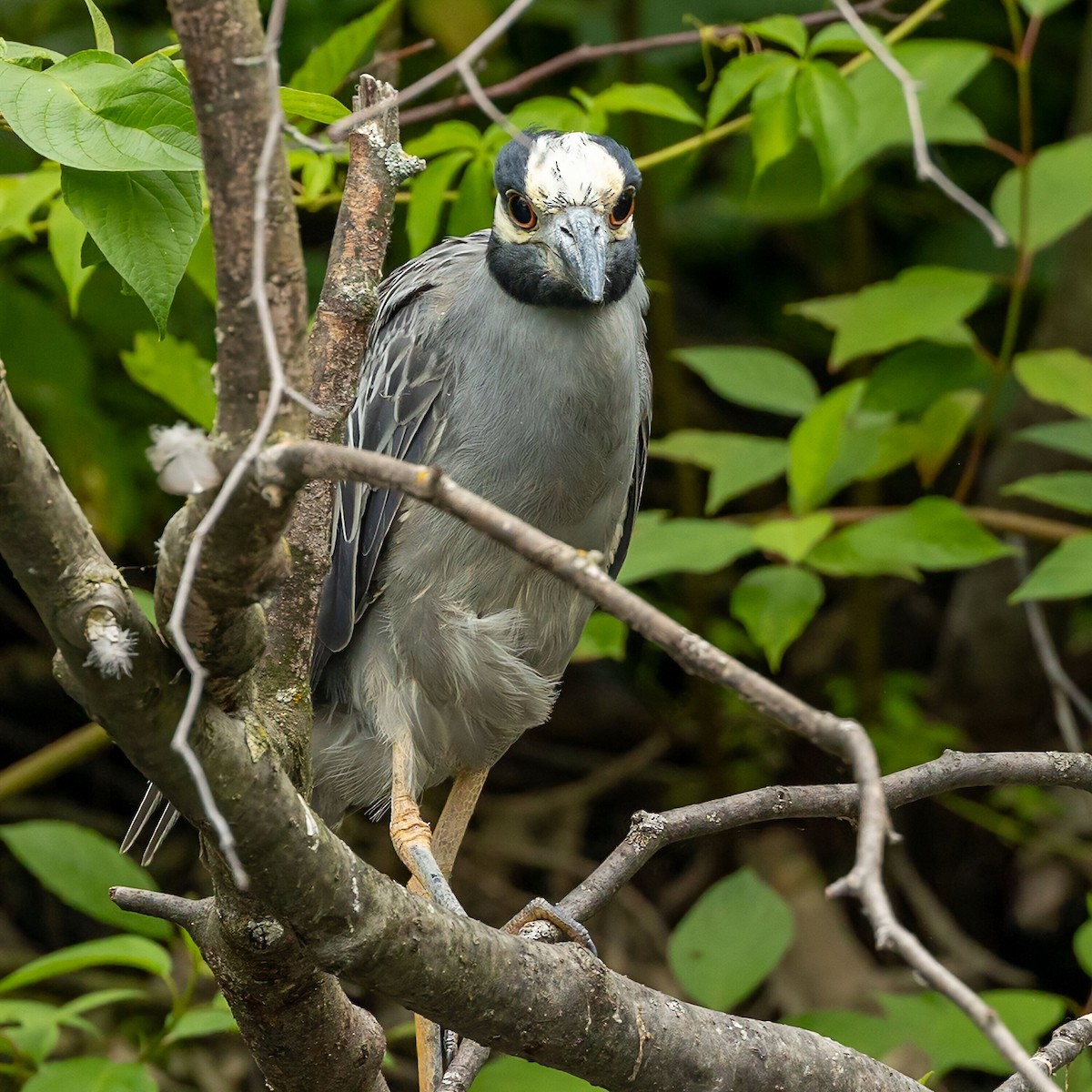 Yellow-crowned Night Heron - ML638311889