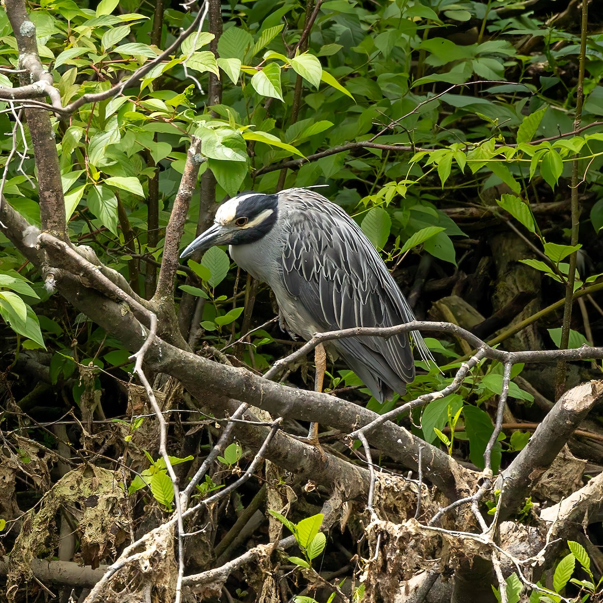 Yellow-crowned Night Heron - ML638311890