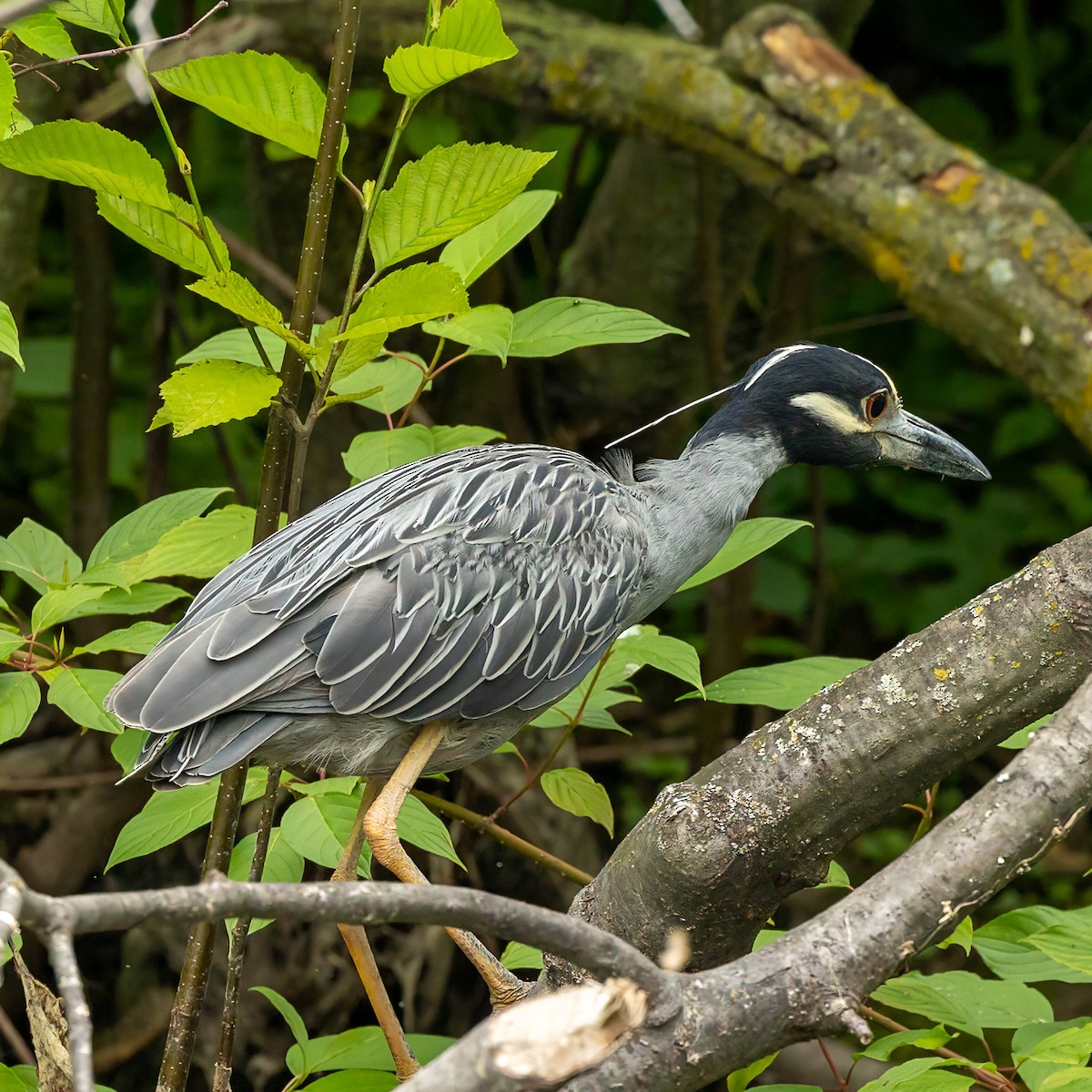 Yellow-crowned Night Heron - ML638311891