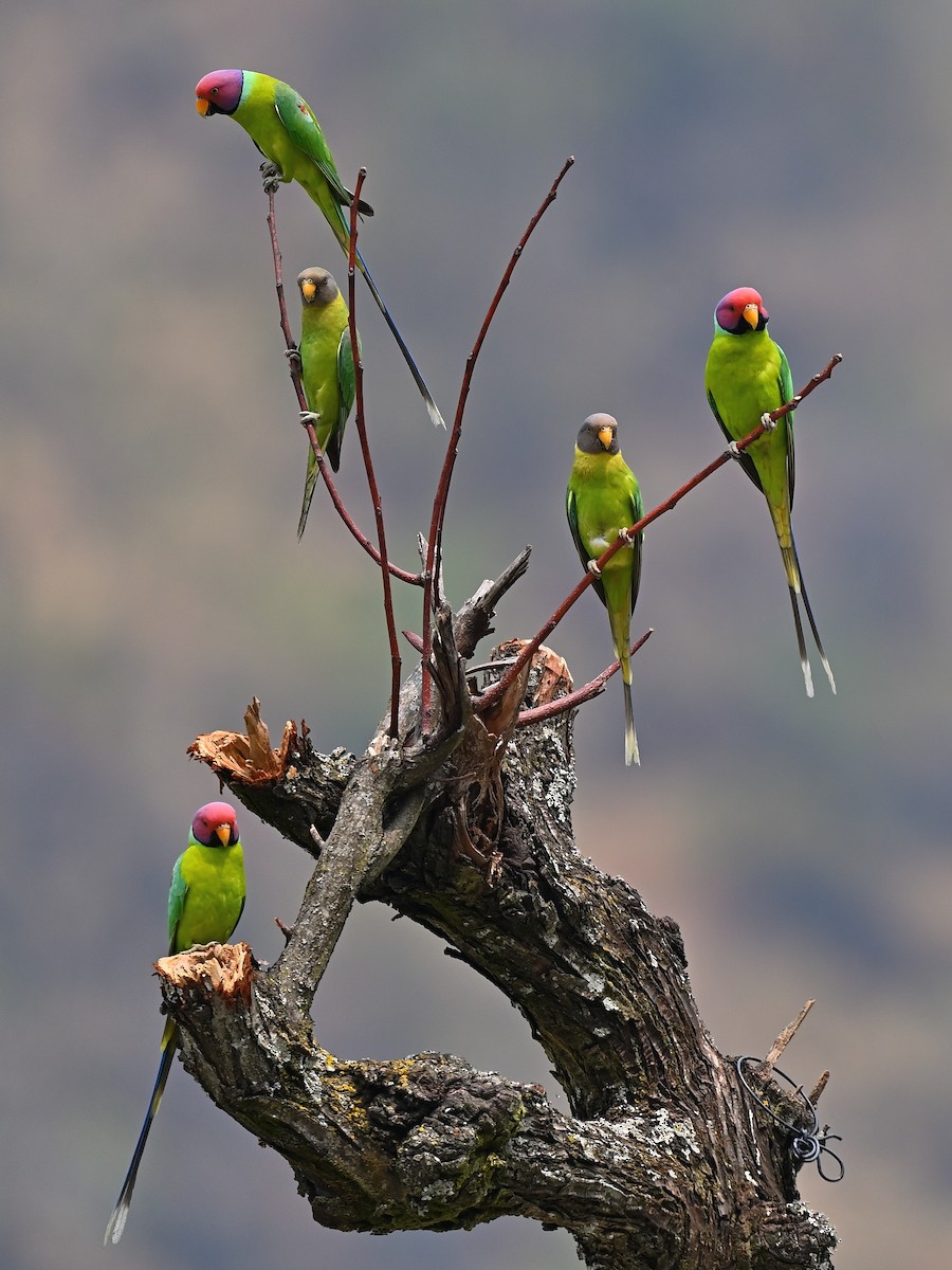 Plum-headed Parakeet - ML638311892