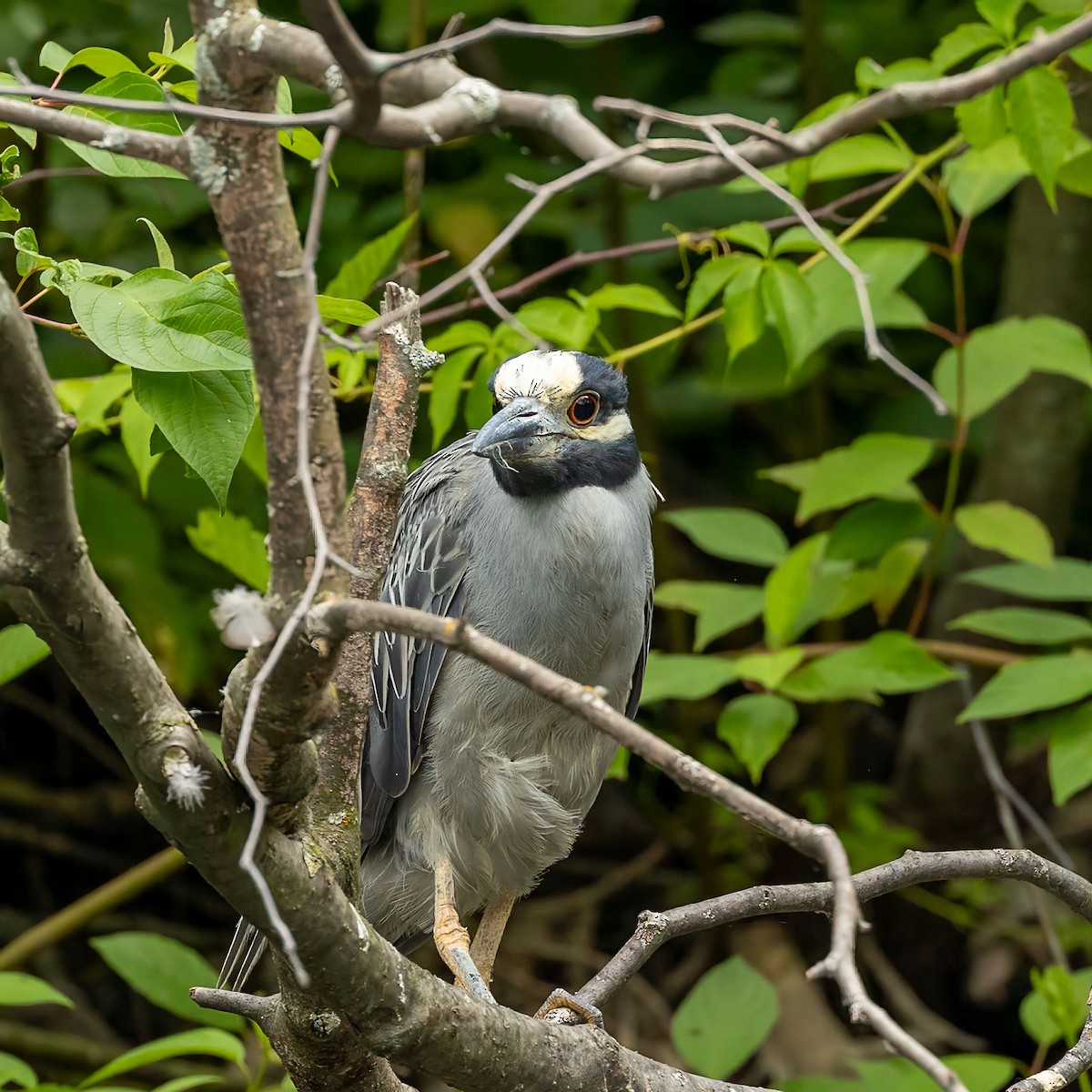 Yellow-crowned Night Heron - ML638311893