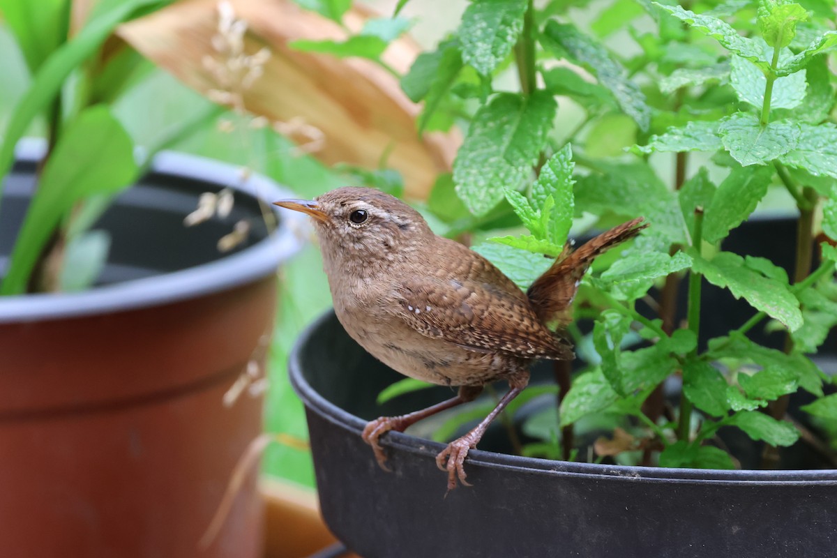 Eurasian Wren - ML638311903