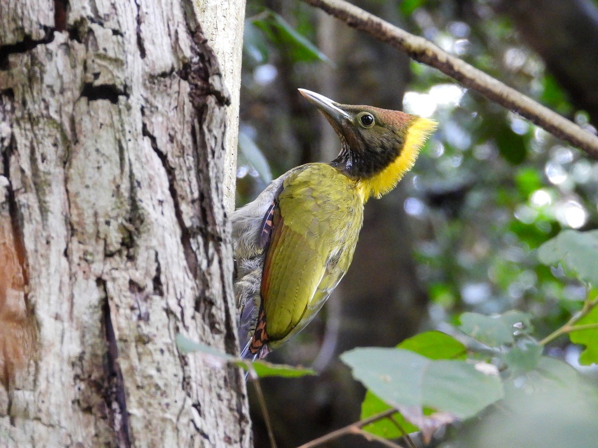 Greater Yellownape - ML638311904