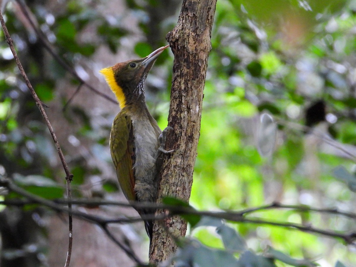 Greater Yellownape - ML638311905