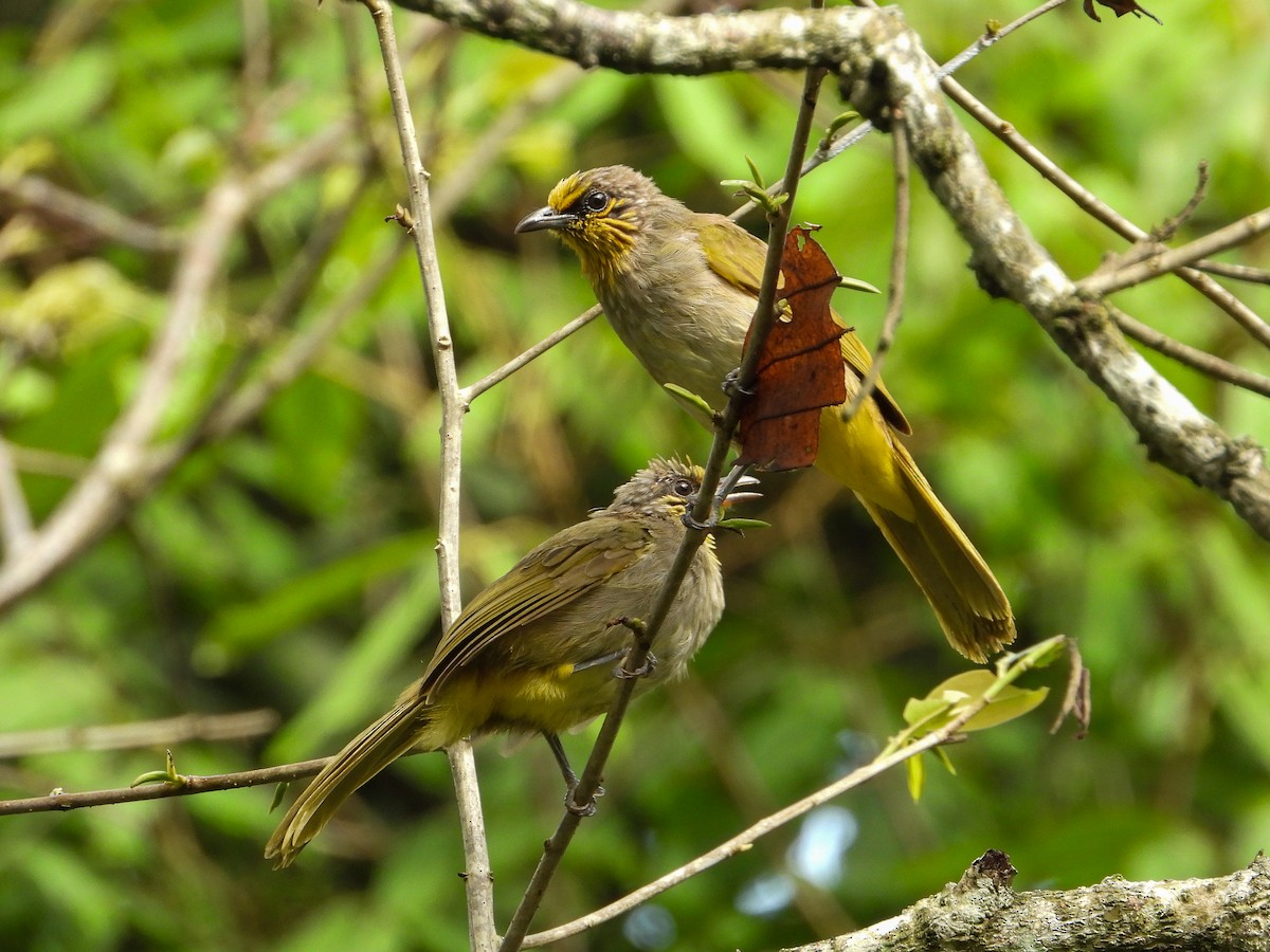 Stripe-throated Bulbul - ML638311912