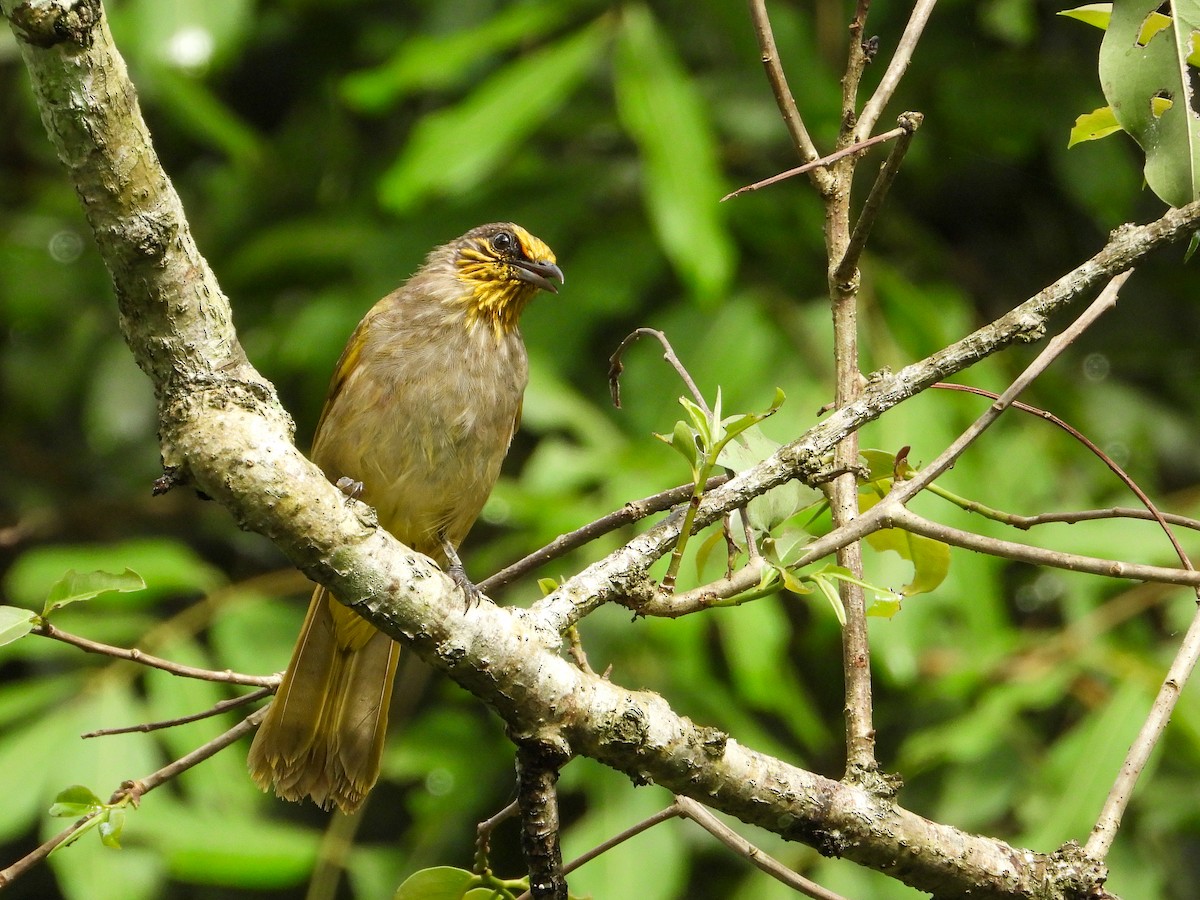 Stripe-throated Bulbul - ML638311914