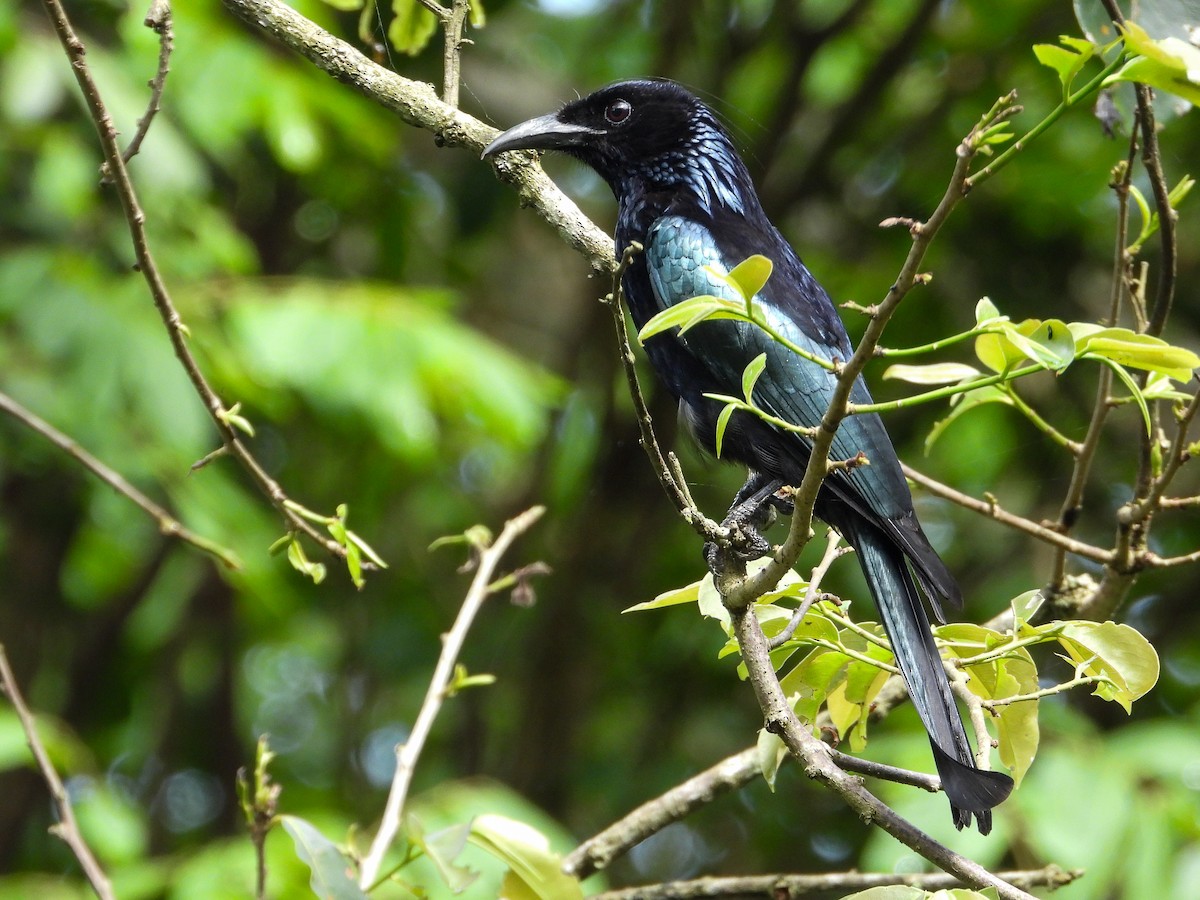 Hair-crested Drongo - ML638311921
