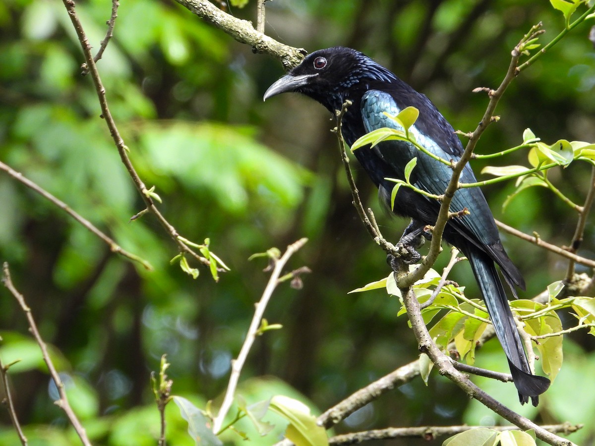 Hair-crested Drongo - ML638311922