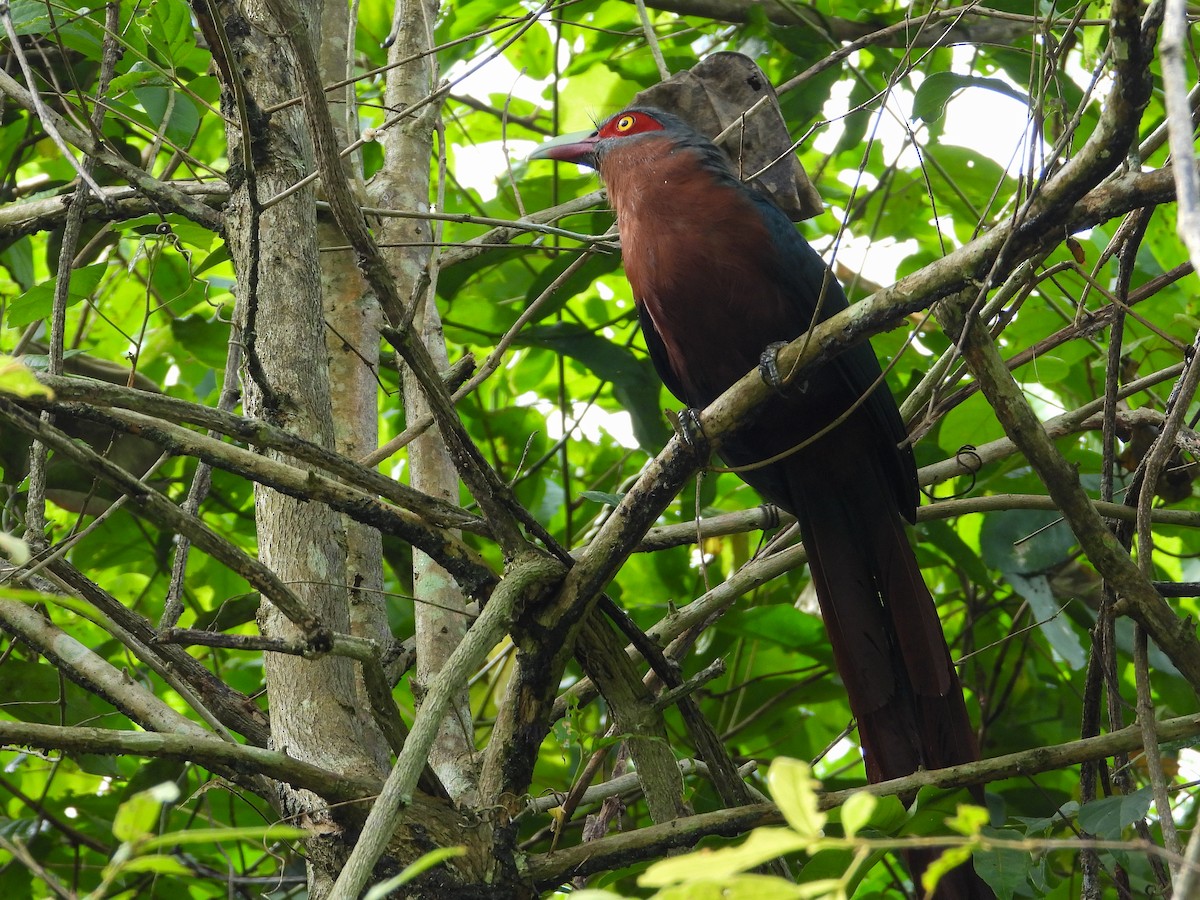 Chestnut-breasted Malkoha - ML638311923
