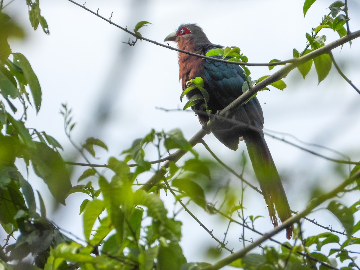 Chestnut-breasted Malkoha - ML638311924