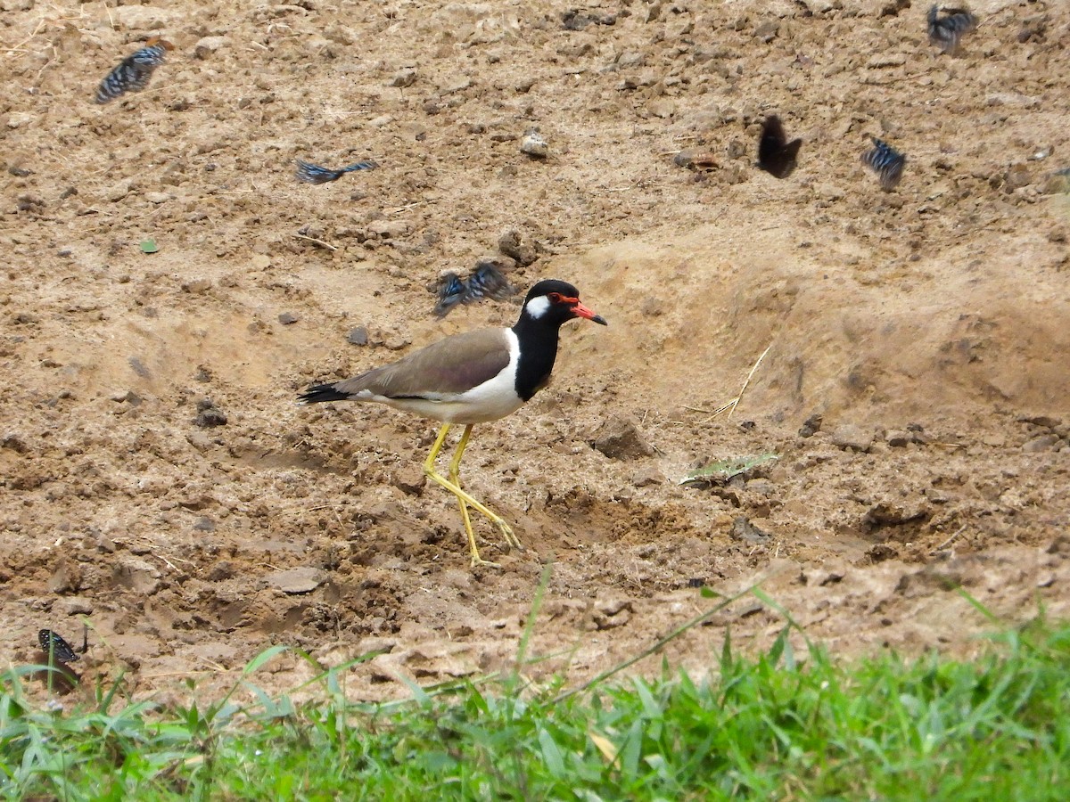 Red-wattled Lapwing - ML638311928