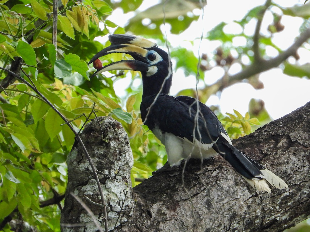 Oriental Pied-Hornbill - ML638311932