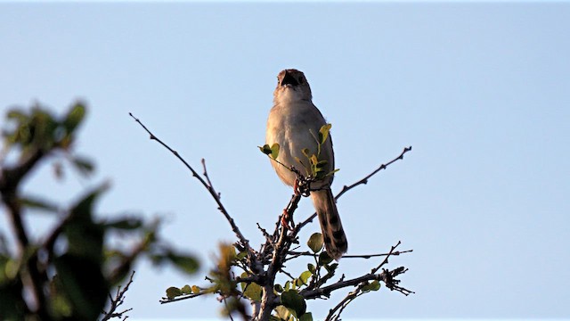 Rattling Cisticola - ML638311935