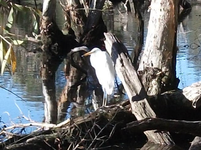 Great Egret - ML638311950