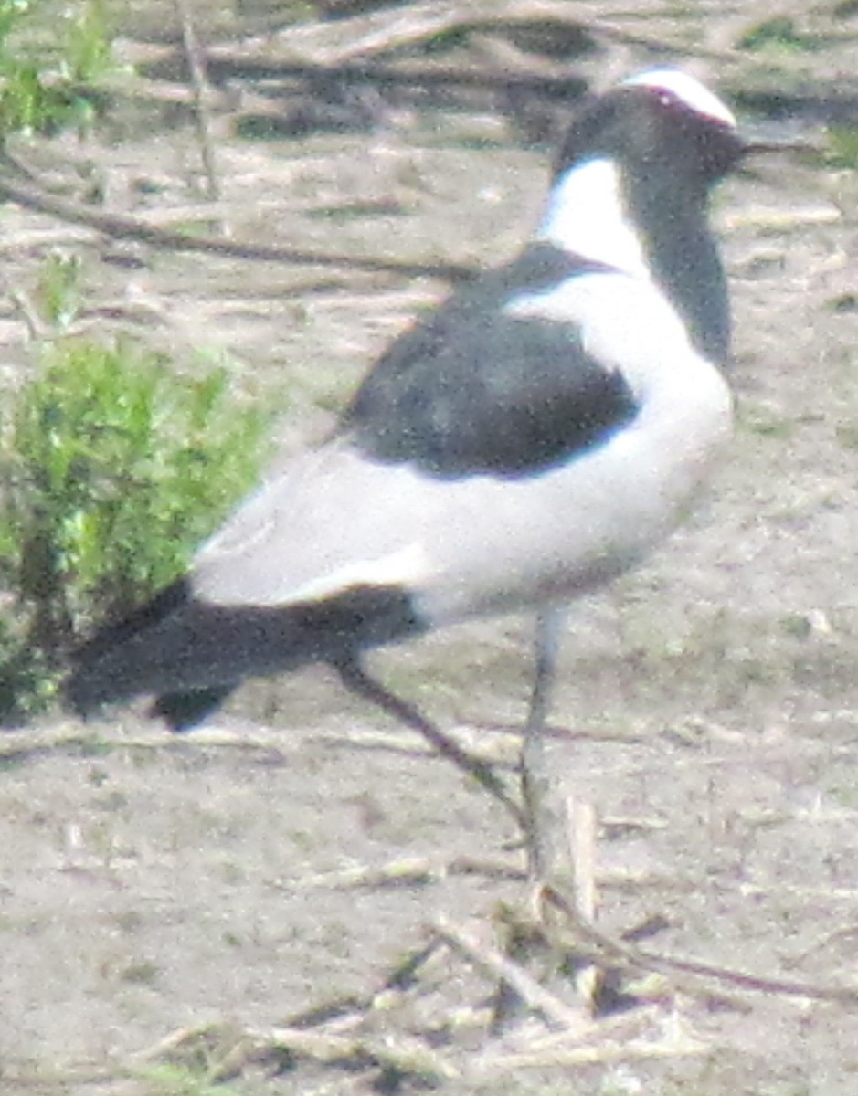 Blacksmith Lapwing - ML638311956